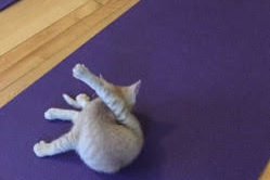 Creative Care & Wellness Center: Whisker Wednesdays Kitten Yoga
